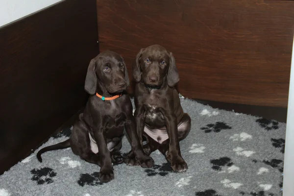 Alman Shorthaired Pointer yavruları — Stok fotoğraf