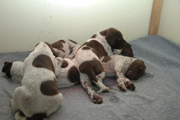 Alman Shorthaired Pointer yavruları