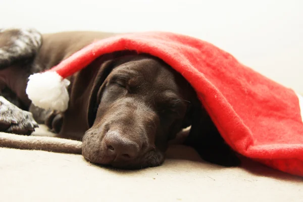 Hund träumt vom Weihnachtsmann — Stockfoto