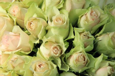 Soluk pembe düğün gül