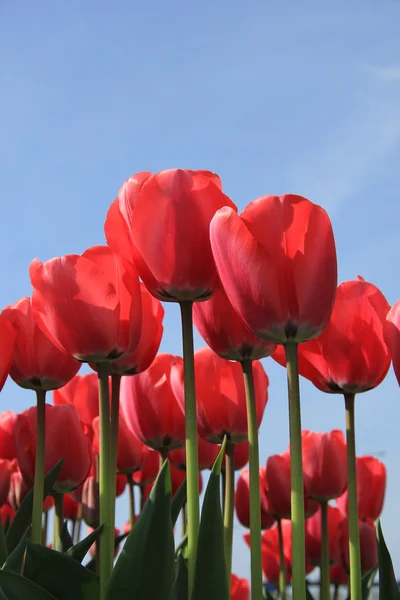 Rosa Tulpen — Stockfoto