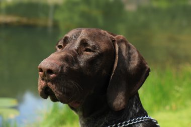 Alman shorthaired ibre