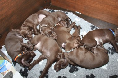 Alman Shorthaired Pointer yavruları