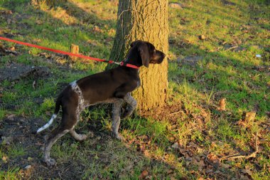Alman shorthaired pointer yavru