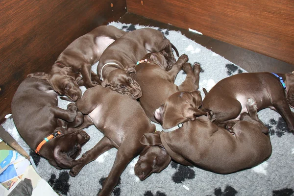 Alman Shorthaired Pointer yavruları