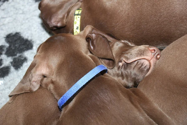 Alemán Shorthaired puntero cachorros —  Fotos de Stock