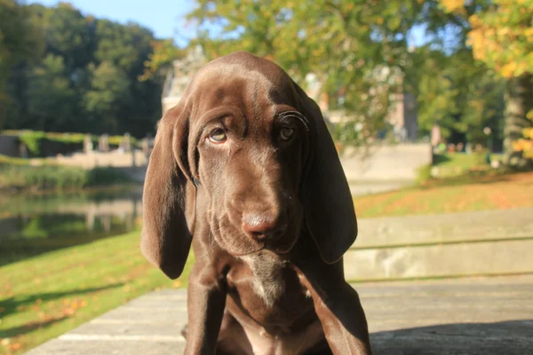 ドイツ ・ ショートヘアード ・ ポインター子犬 — ストック写真