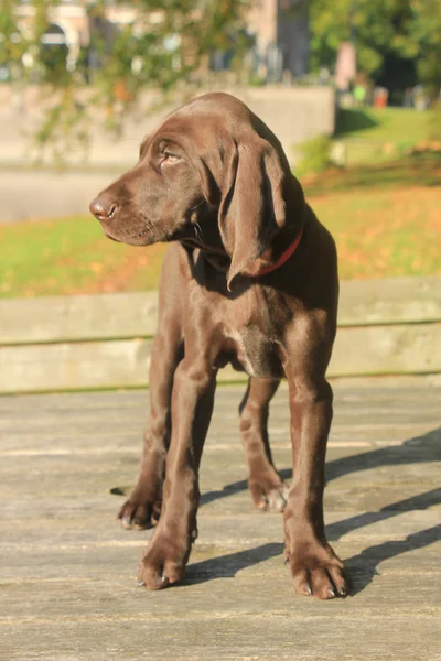 Alemán corto puntero cachorro — Foto de Stock