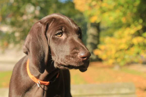 Rövidszőrű német Vizsla kiskutya — Stock Fotó