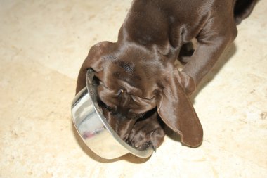 Alman shorthaired pointer yavru