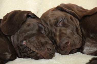 Alman Shorthaired Pointer yavruları