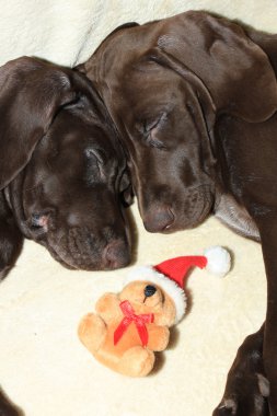 Noel işaretçi kukla