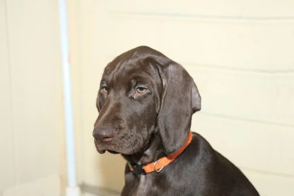 Cachorro ponteiro curto alemão — Fotografia de Stock