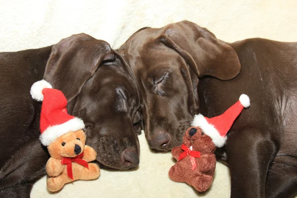 Cachorros ponteiro de Natal — Fotografia de Stock