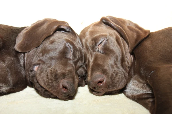 Kortharige Duitse puppies — Stockfoto