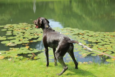 Alman shorthaired ibre