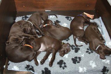 Alman Shorthaired Pointer yavruları