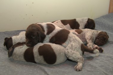 Alman Shorthaired Pointer yavruları