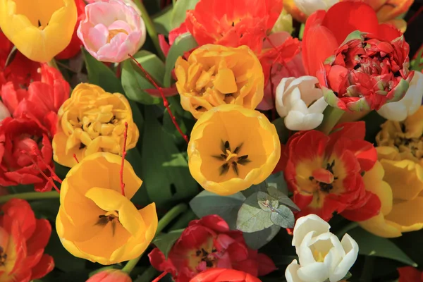 Jasne kolorowe tulipany — Zdjęcie stockowe