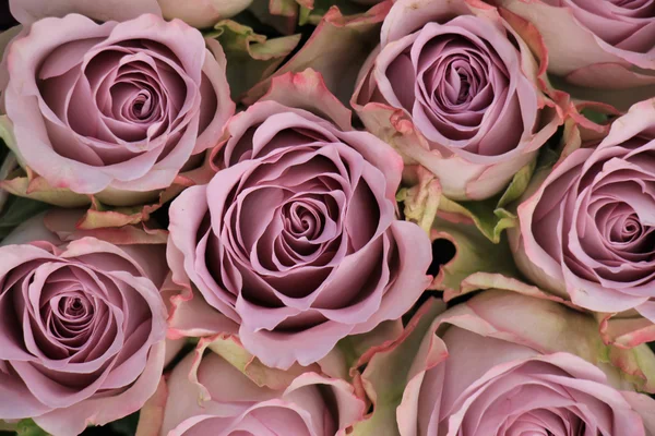 Paarse rozen boeket — Stockfoto