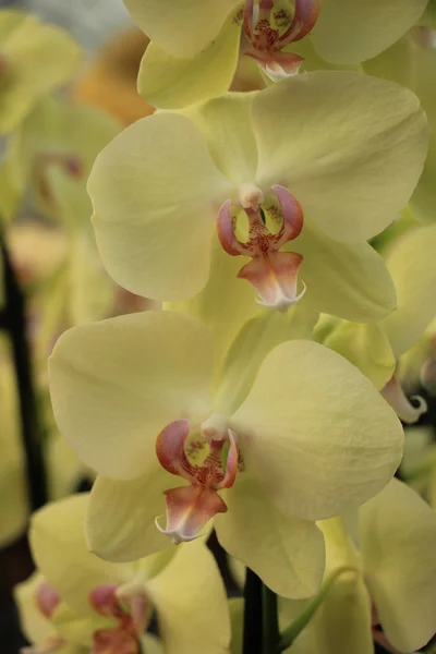 Yellow Phalaenopsis orchid — Stock Photo, Image