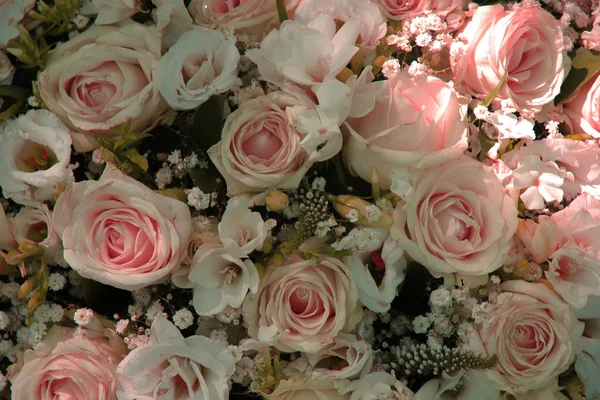 Pale pink roses — Stock Photo, Image