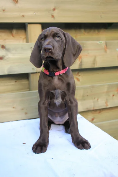 Cățeluș german cu părul scurt Pointer — Fotografie, imagine de stoc