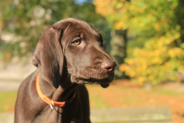 German Shorthaired Pointer Puppy — Stock Photo, Image