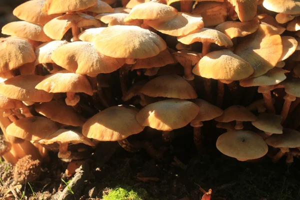Um grupo de cogumelos — Fotografia de Stock