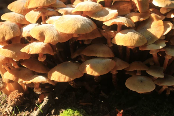 Un groupe de champignons — Photo