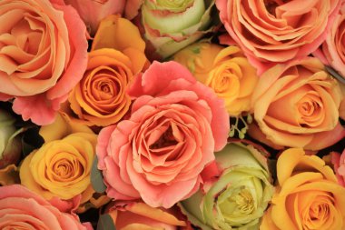 Sarı ve turuncu Güller