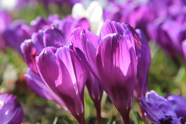 Crocuses in early spring sunlight — Stock Photo, Image