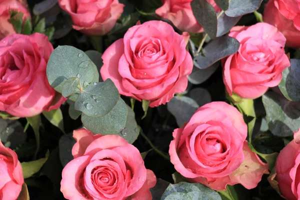 Rosa Rosen und Eukalyptus — Stockfoto