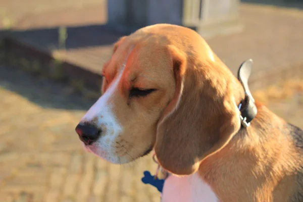 Junges Beagle-Weibchen — Stockfoto