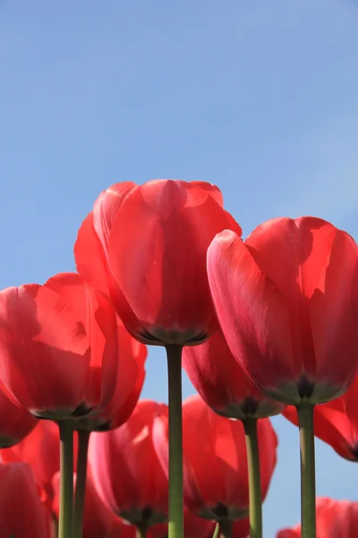 Czerwone tulipany i błękitne niebo — Zdjęcie stockowe