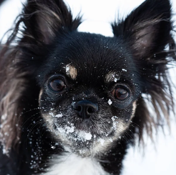 雪と長い髪Chihuahuaクローズアップの肖像画 ロイヤリティフリーのストック画像