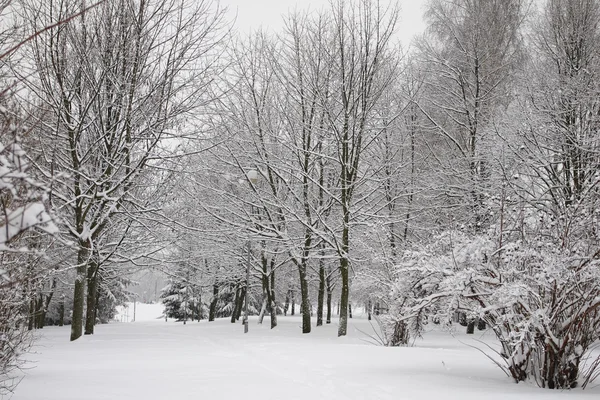 Snowy trees in winter park — Stock Photo, Image