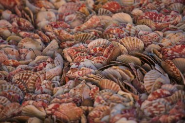 Grup kabukları sahilde