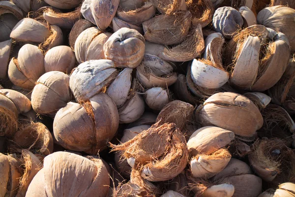 Отброшенная кокосовая скорлупа — стоковое фото