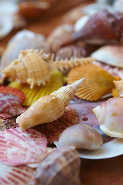 Verschillende shells close-up — Stockfoto