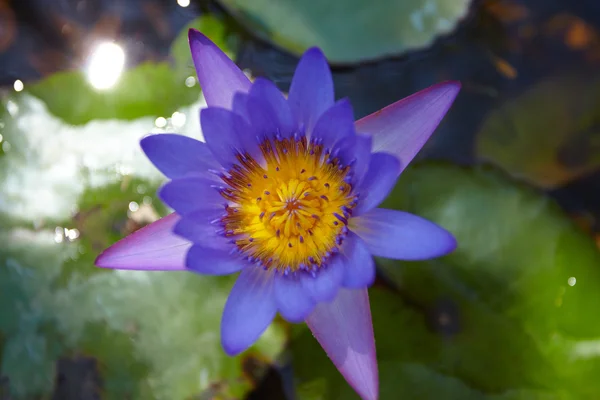 Lotus blomma blomma Stockbild