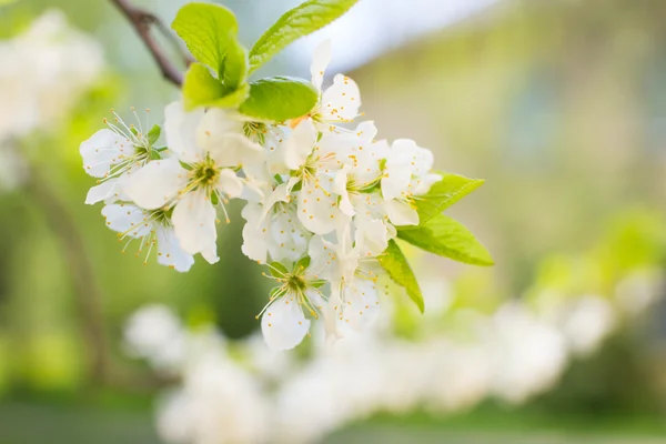 Vackra våren blommar — Stockfoto