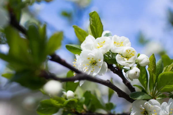 Vackra våren blommar — Stockfoto