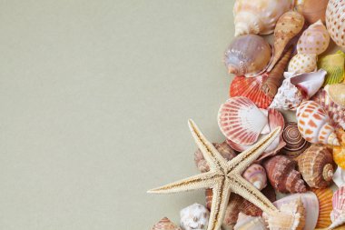 renkli deniz kabukları