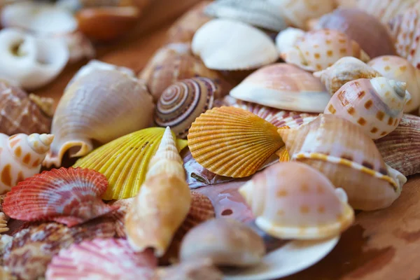 Mooie verschillende shells — Stockfoto