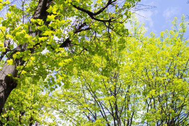 ağaçlar bahar Parkı