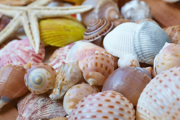 Mooie verschillende shells — Stockfoto