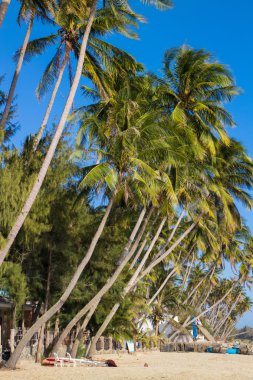 üzerinde mavi gökyüzü palmiye