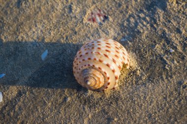 kabuk plaj kum üzerinde