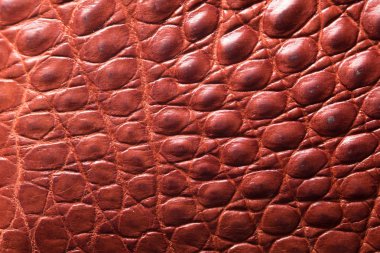 timsah desenli arka plan